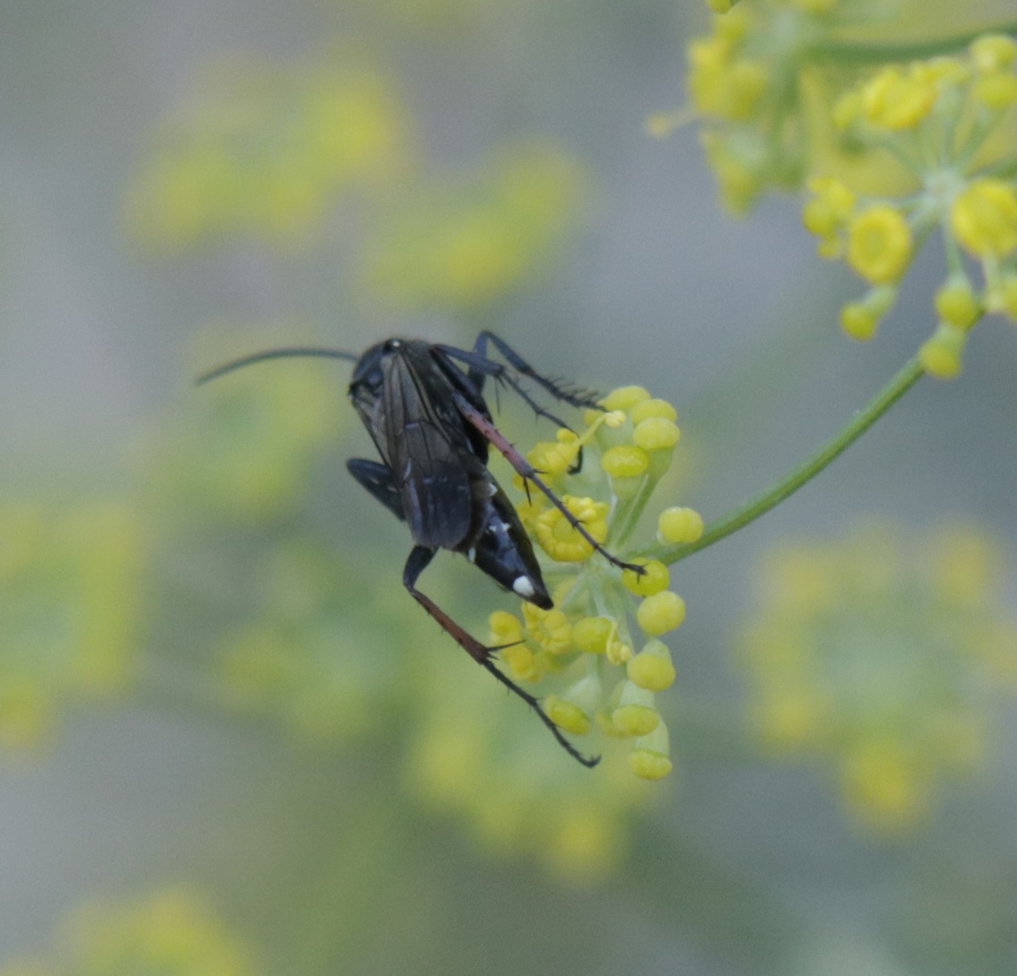 Pompilidae: Cryptocheilus egregius da confermare